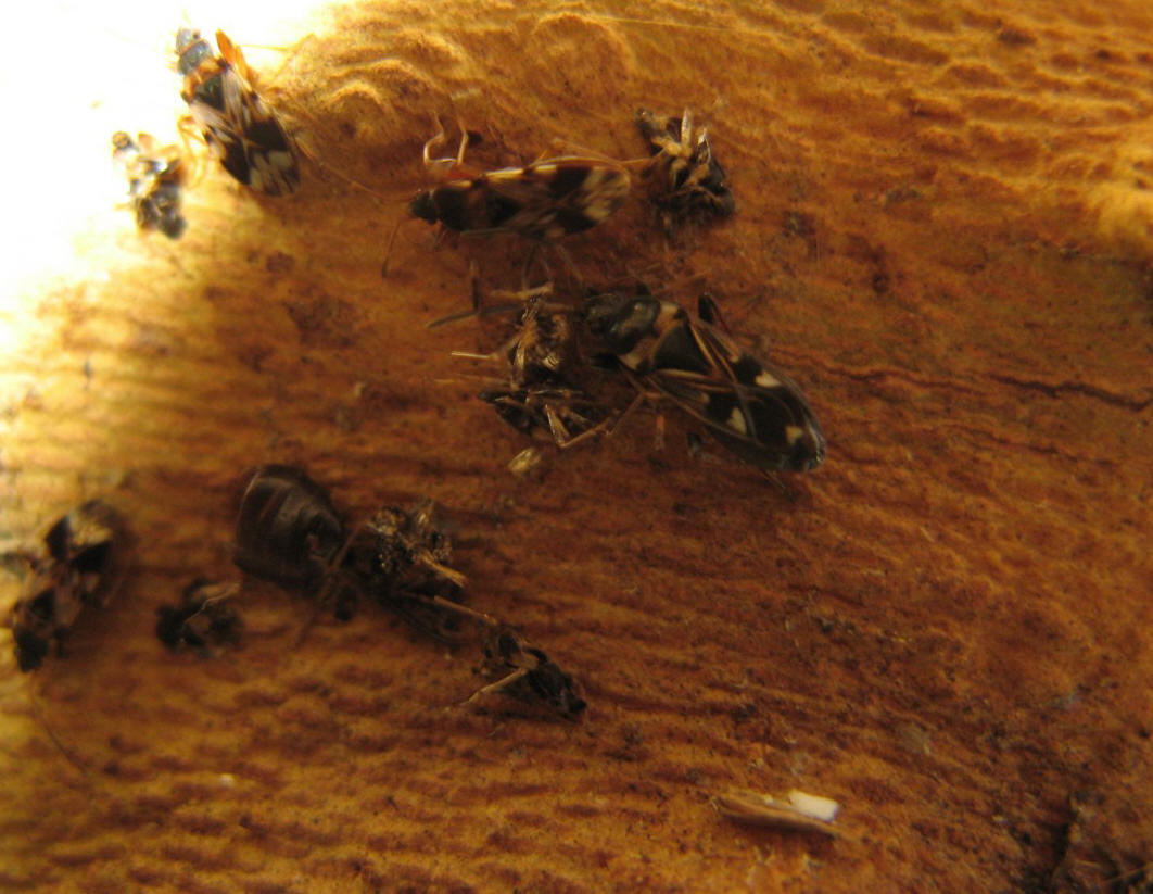 Heteroptera dei Colli Euganei